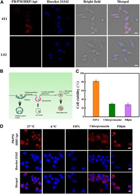 Self-actuated biomimetic nanocomposites for photothermal therapy and PD-L1 immunosuppression